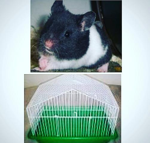 Hamster Sirio