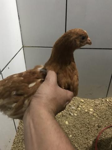 Poedeira galinhas
