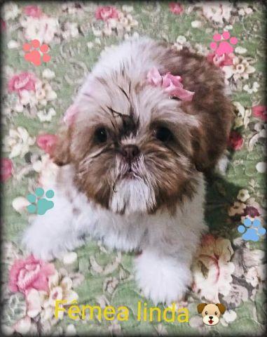 Shih Tzu