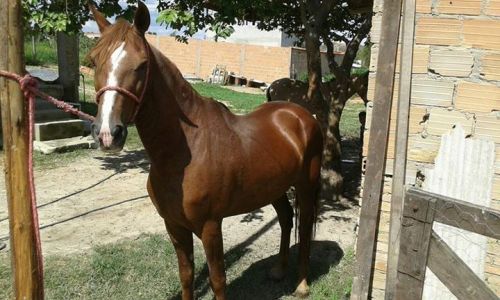 Vende-se Cavalo Manga Larga Paulista. Ótima Oportunidade