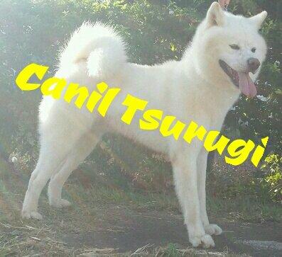 Akita Inu com registro de pedigree CBKC