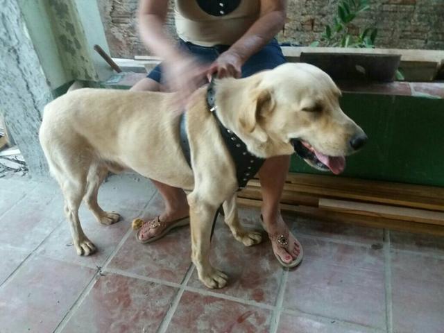 Cachorro perdido no Ney Braga