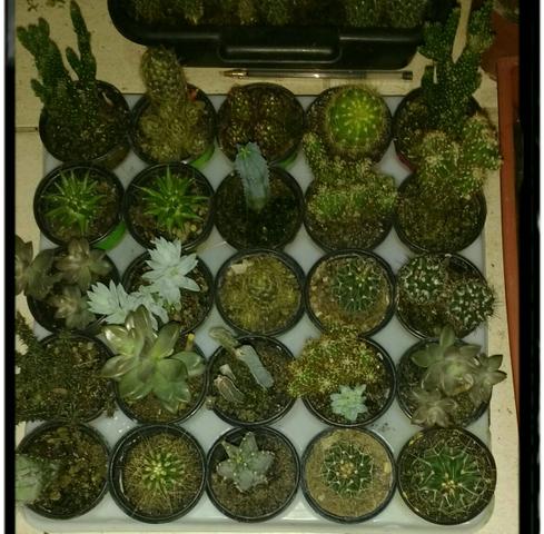 Cactos e Suculentas, Bandeja com 25 unidades por 