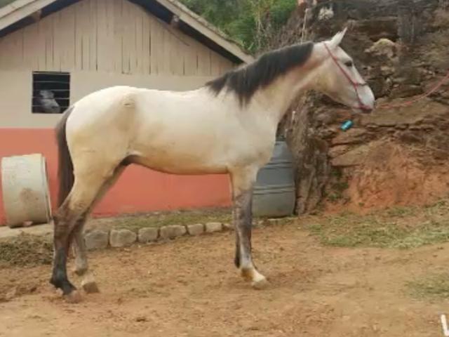 Cavalo mangalarga registrado Favacho - castrado