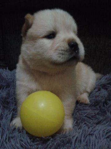 Chow-chow