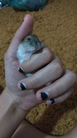 Doa-se Hamster Fofinho