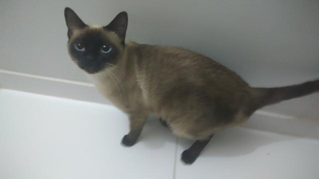 Doação! gatos super dóceis precisam de um novo lar