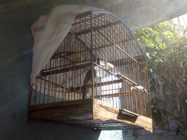 Gaiola de trinca completa