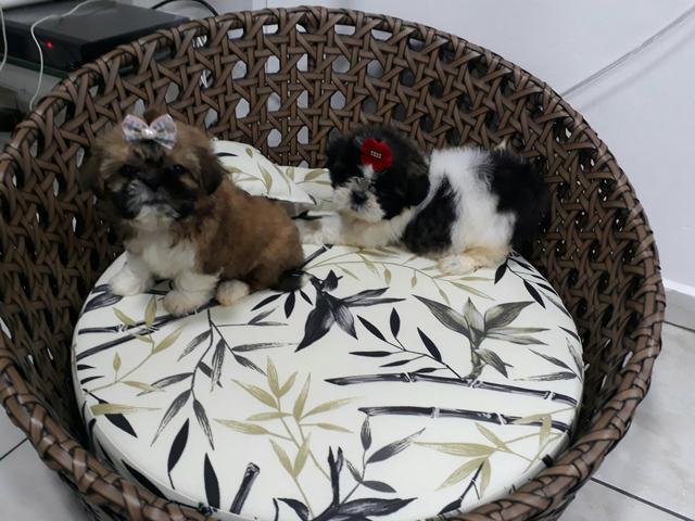 Lindas shih tzu esperando por vc nesse sábado