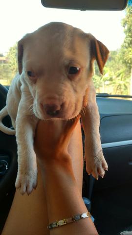 Pit bull RED NOSE aceito ofertaaaa!!!