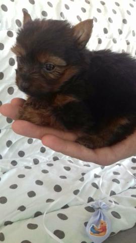 Promoção yorkshire mini