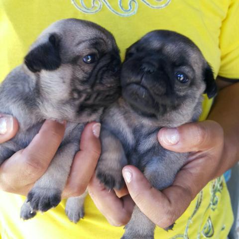 Pug macho mini