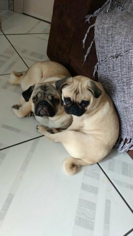 Pug peq