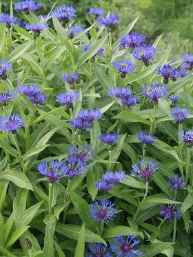 Sementes de Perennial Centaurea Promoção