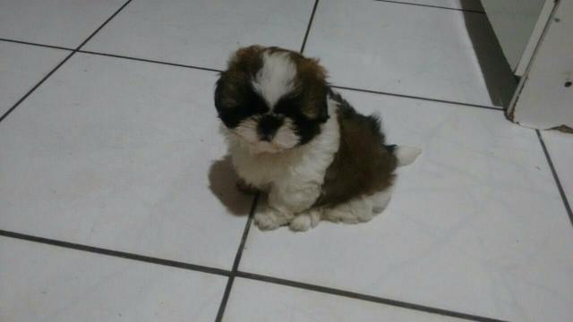 Vende-se shitzu