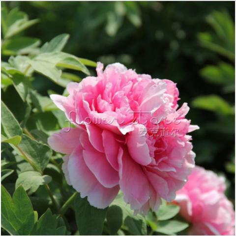 10 Sementes De Lindas Flores Peônia Rosas Várias Cores
