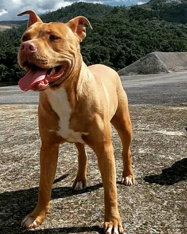 American pitbull terrier