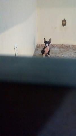 Bull Terrier com pedigree