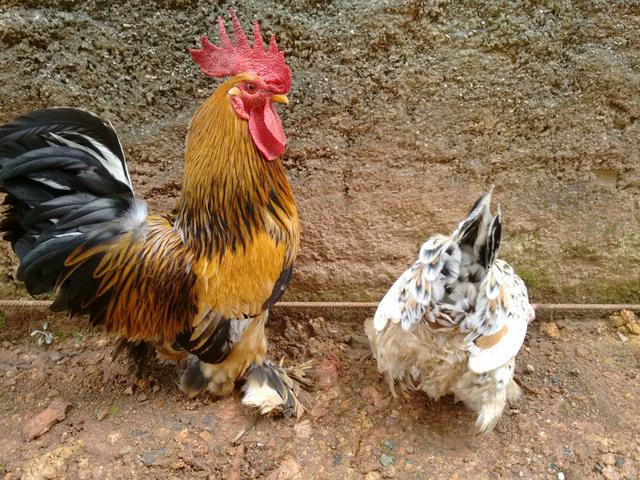 Casal de galinhas