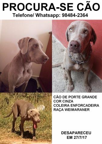 Cão Perdido - Weimaraner Cinza, Parecido com Labrador e
