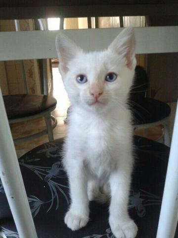 Doa-se Gatinho branco com olhos azuis - Doação
