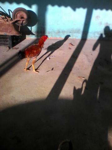 Frango Indio Gigante