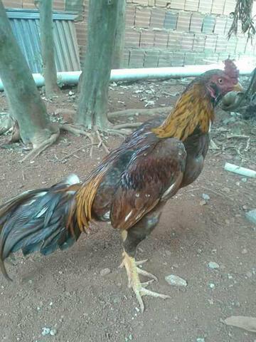 Frango de Raça