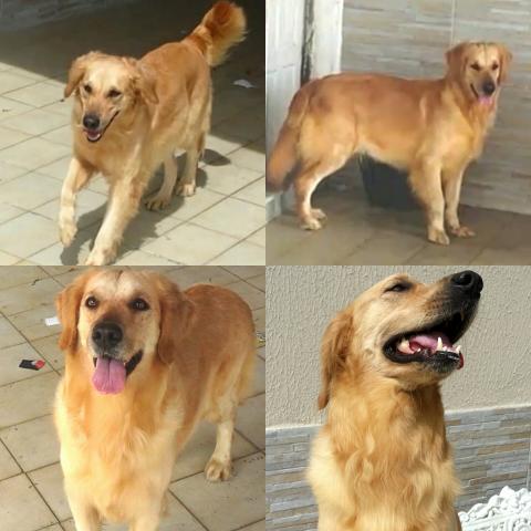 Golden fêmea para cruza