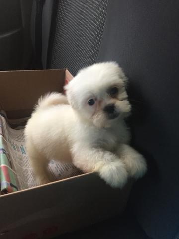 Lhasa apso fêmea carinhosa