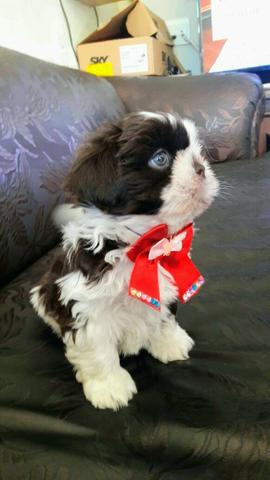 Lindo macho shih tzu olhos azuis