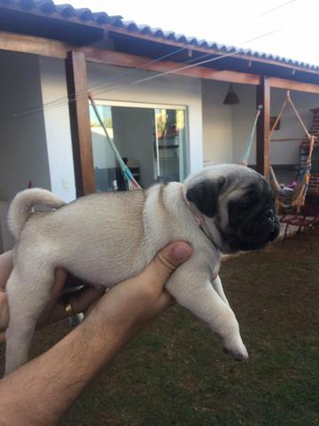 Lindo pug machinho 