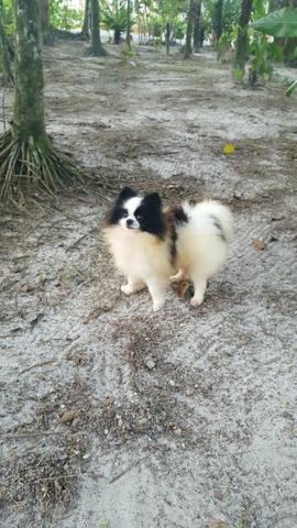 Padreador de sptiz alemão anão