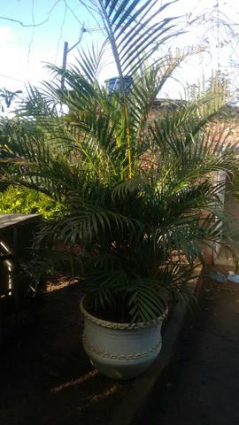 Palmeira Grande