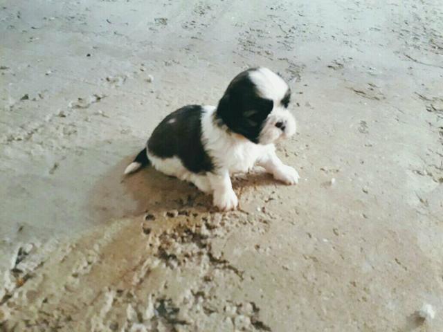 Shih-Tzu Fêmea Mine