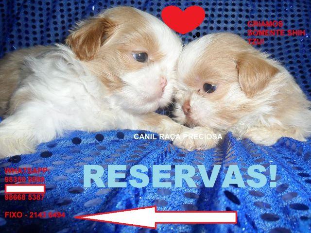 Shih Tzu uma das raça mais emotivas, carinhosa Reserve o