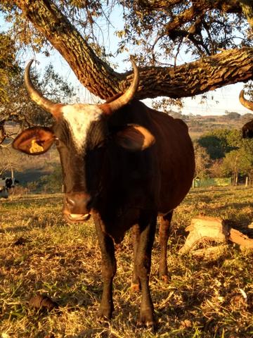 Vacas leiteiras todas prenha de boi registrado