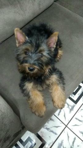 Vendo uma cachorra Yorkshire