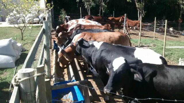 Vendo vacas em lactação em media dez litros por dia
