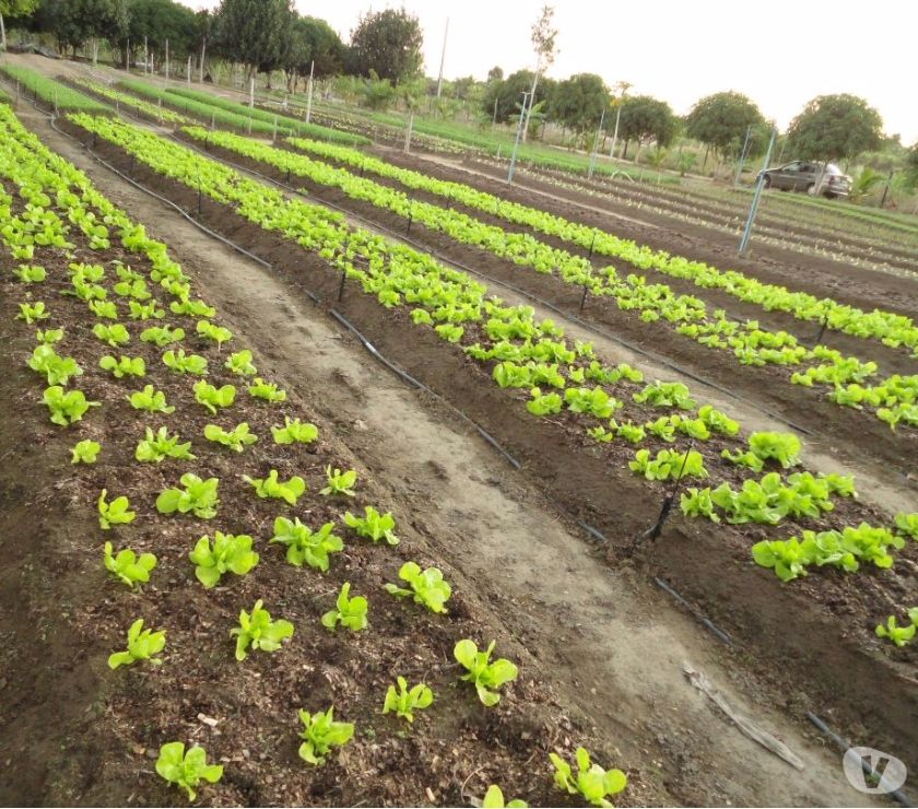 BELO SITIO A 10 KM DA PRAIA DE TAPERAPUAN EM PORTO SEGURO