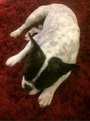 Buldogue francês macho para cobertura