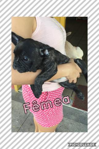 Bulldog Francês disponíveis