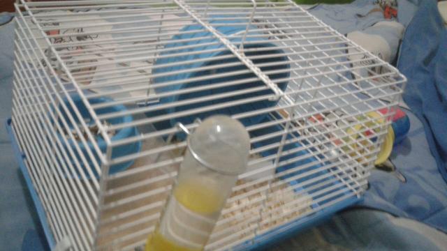 Casal de hamster