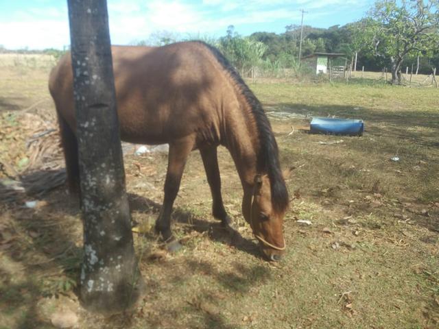 Cavalo Topissimo Para Crianças