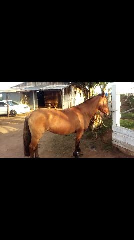 Egua filha do campana farrapo