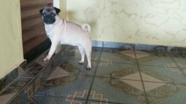 Femea Pug de 2 anos com pedigree cbkc em Mãos