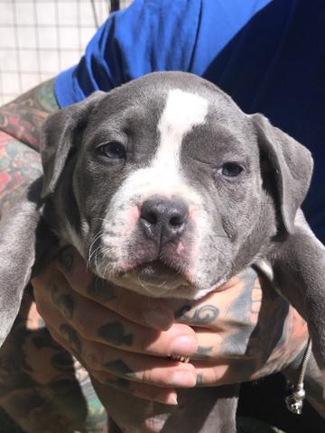 Fêmea bully Pocket com 60 dias lindíssima matriz