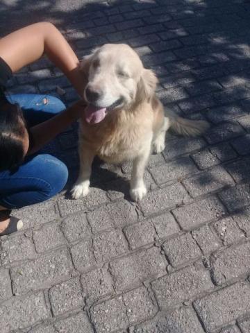 Lindo Macho Adulto de Golden Retriever