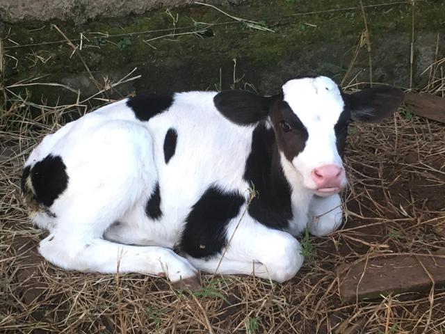 Lindo terneiro holandes