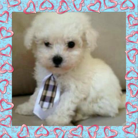 Poodle micro toy podle