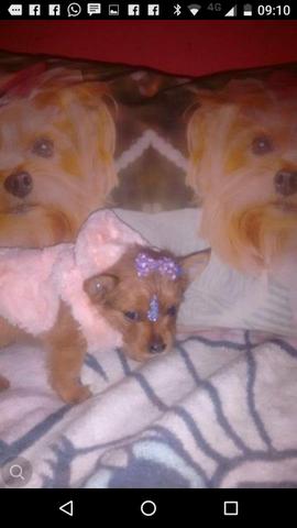 Tenho uma linda fêmea de yorkshire